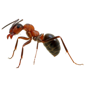 Ants