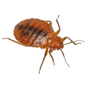 Bed Bugs