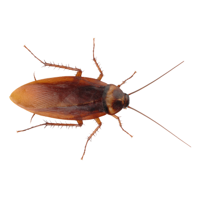 Roaches (American & German)