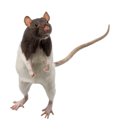 Rodents (Mice & Rats)