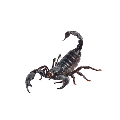 Scorpions