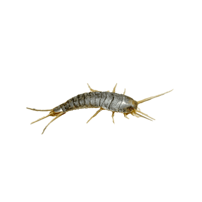 Silverfish & Earwigs