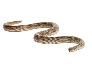 Snakes