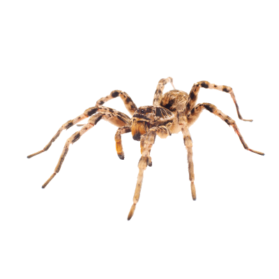 Spiders
