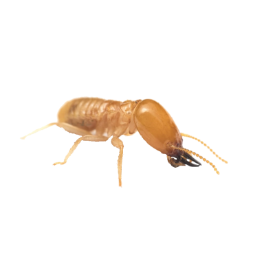 Termites