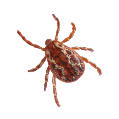 Fleas & Ticks