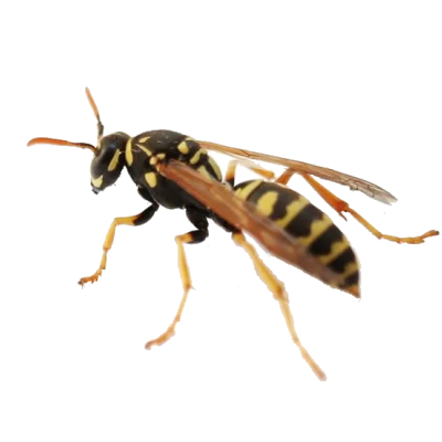Wasps & Hornets
